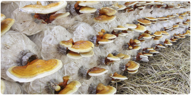 Cultivation of mushrooms